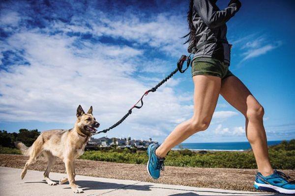 Hands Free Dog Leash