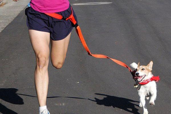 Hands Free Dog Leash