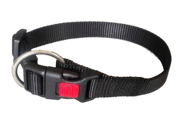 Collier de chien de sport